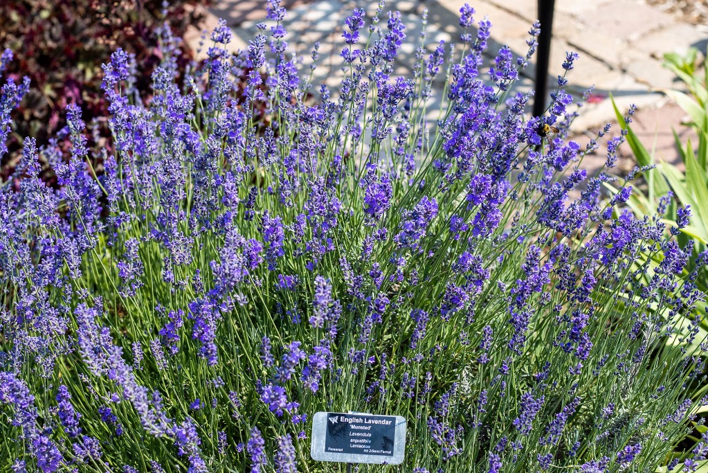 A large group of purple flowers. The stems are tall and slender and the flowers are tiny clusters going up the stalk. There is a small plant tag that says English Lavender.