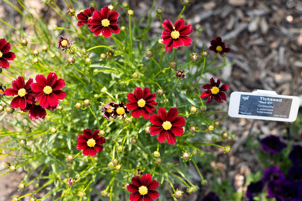 A large group of red flowers with yellow centers. The stems are tall and slender and the flowers have eight petals coming out from each yellow center. There is a small plant tag that says Tickseed. 