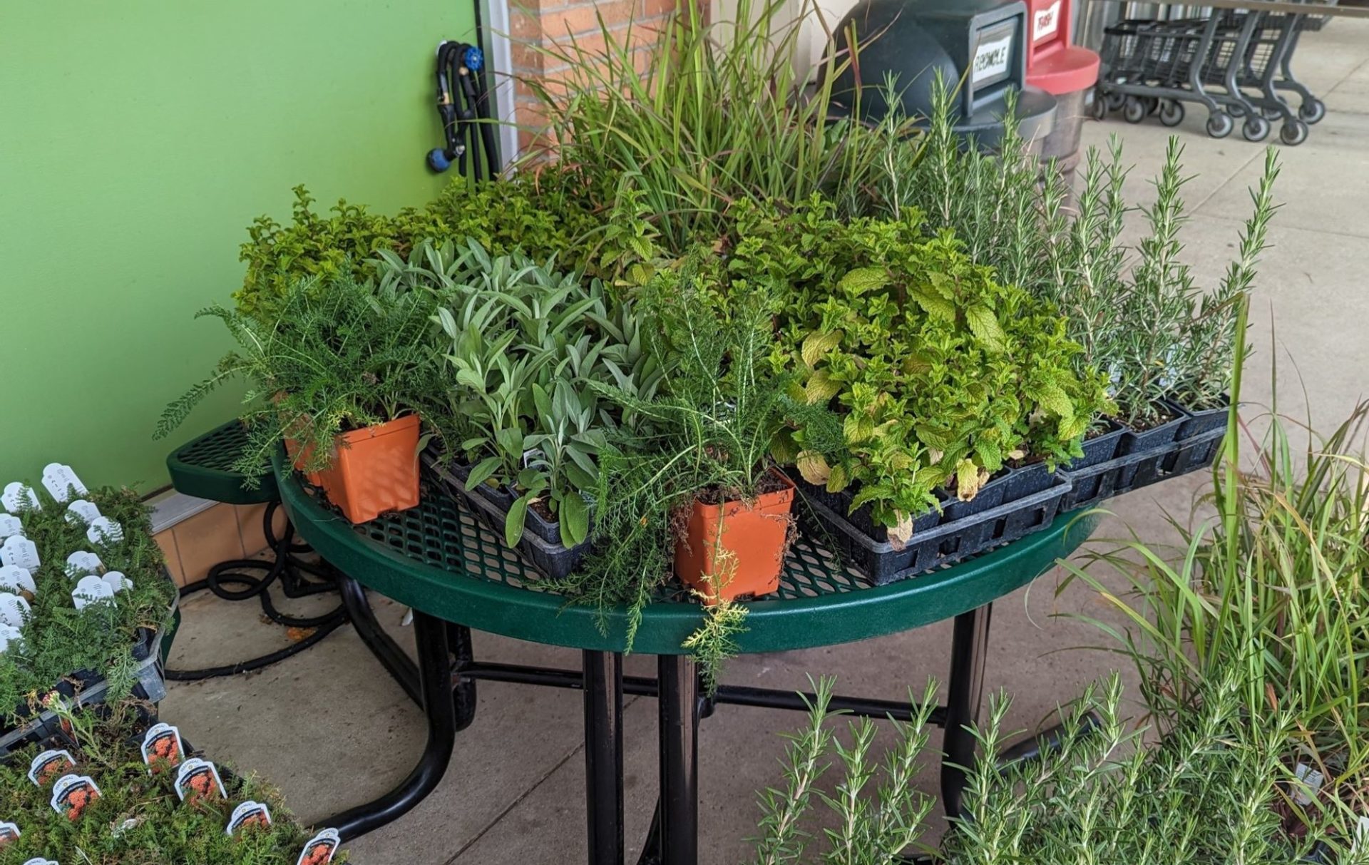 A collection of herb seedlings are sitting on a green table on a concrete patio. There are also herbs on the ground surrounding the table.