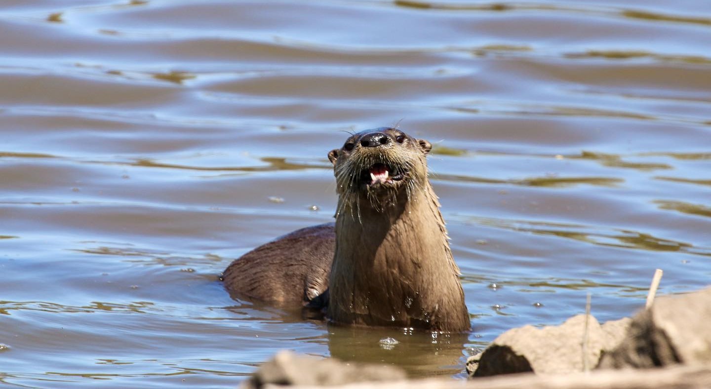 A brown river otter is popping up out of the water. Its mouth is open like its making a sound.