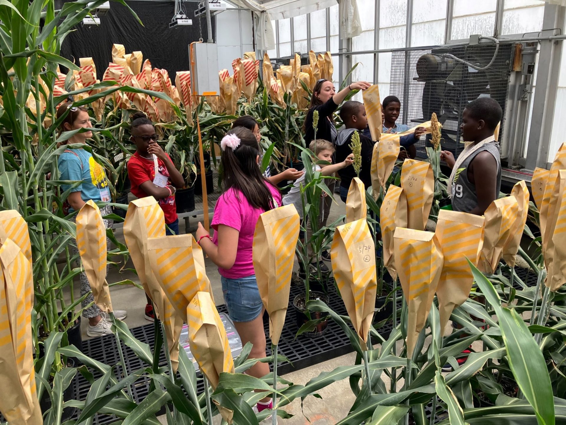A greenhouse with rows of corn stalks, with the tops covered by bags. There are kids standing amongst the rows.