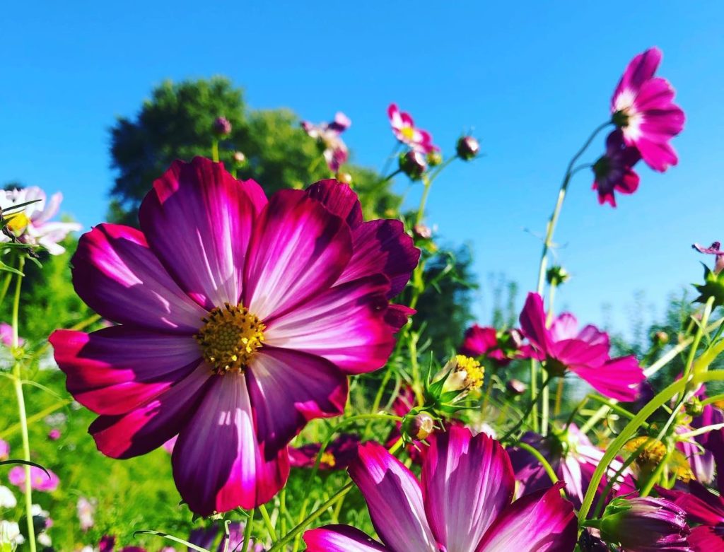 a close up shot of purple flowers in a field, with the blue sky visible above