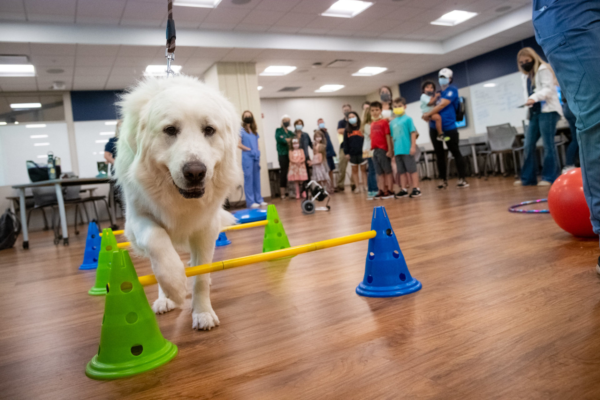 A fluffy white dog goes through an obstacle course at the 2021 University of Illinois Vet Med Open House. The dog is about to step over a yellow bar between a green and a blue cone.