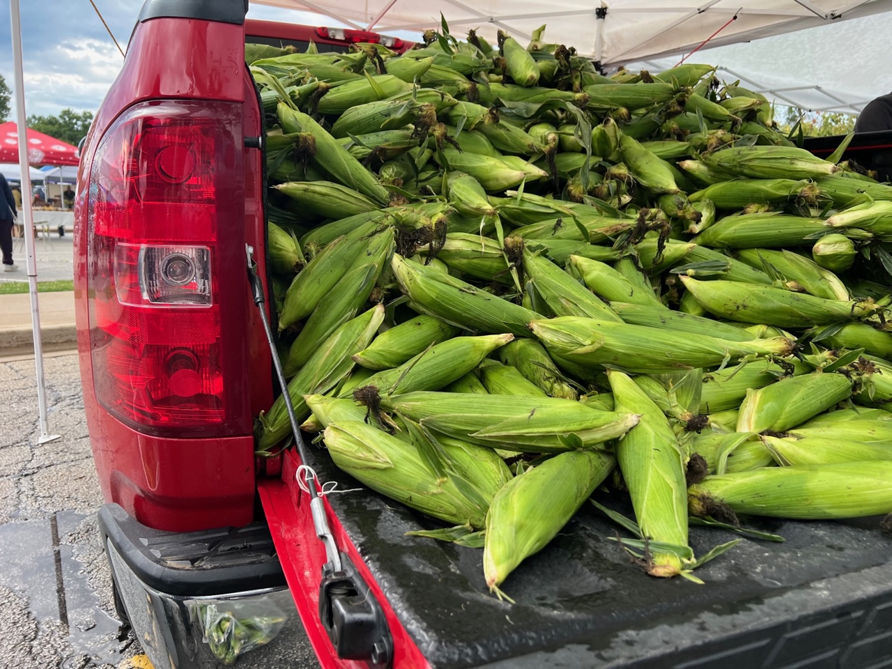 Corn sold from the back of a red pickup truck. Photo by Alyssa Buckley.