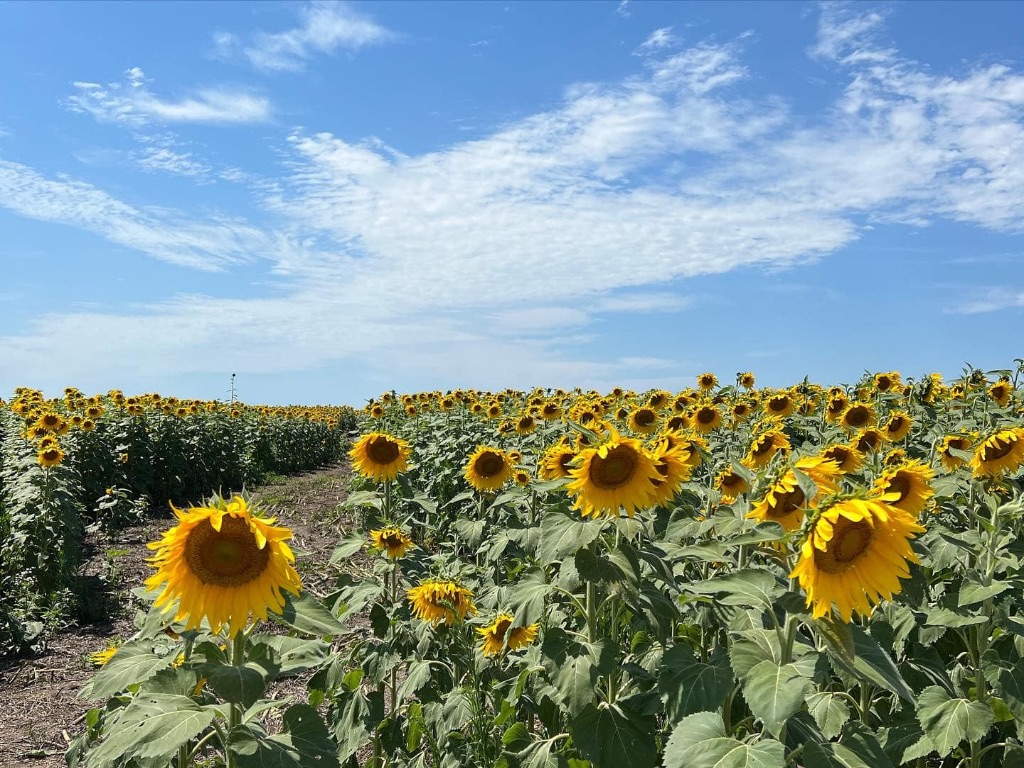 a field of large sunflowers under a blue sky with white wispy clouds.