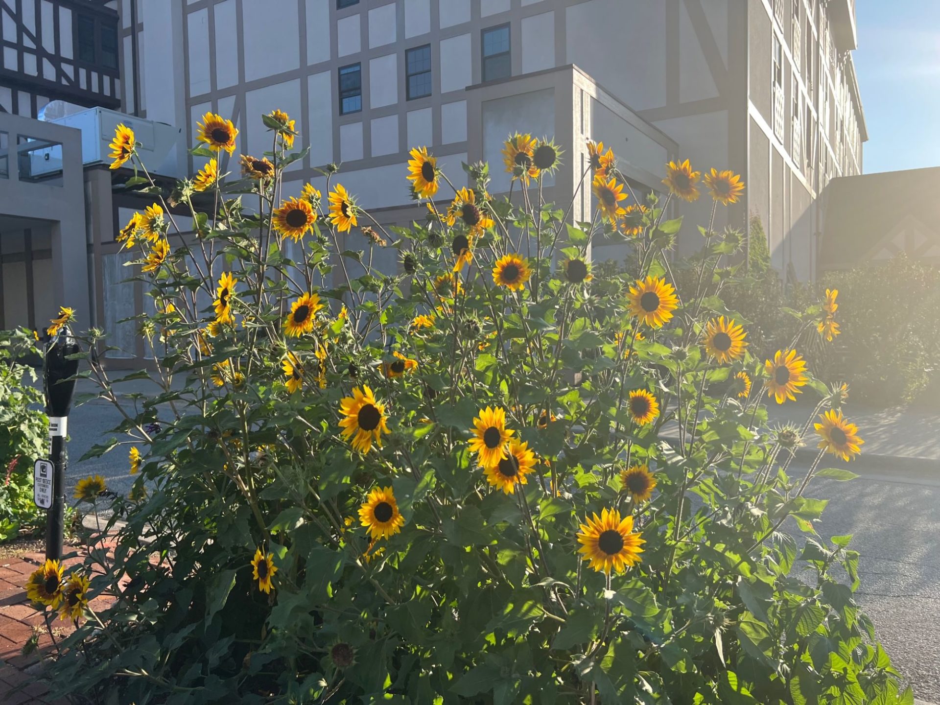 A cluster of sunflowers with a tudor style building in the background.