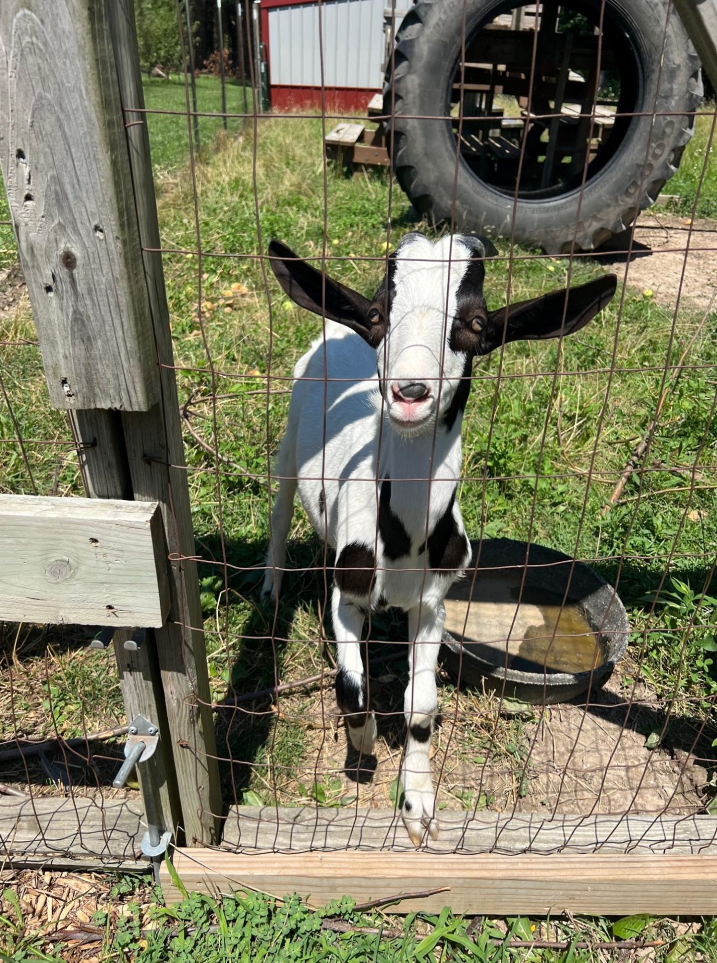 A white and black goat is looking through a wire fence, standing alongside a black tray of water.