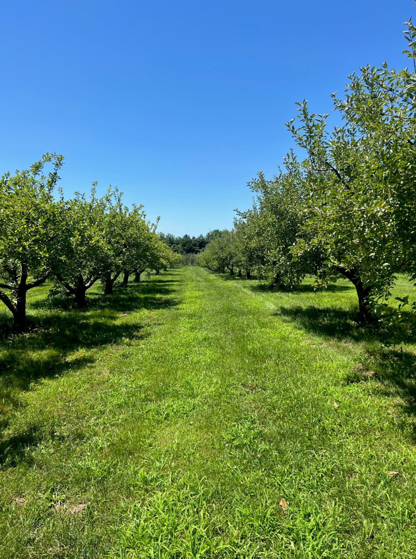 A view down a row of fruit trees, with a grassy lane in between.