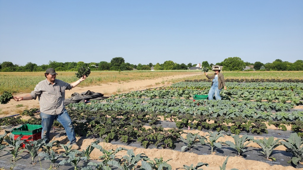 a field of leafy greens in rows with two people harvesting them. There are clear blue skies in the background. 