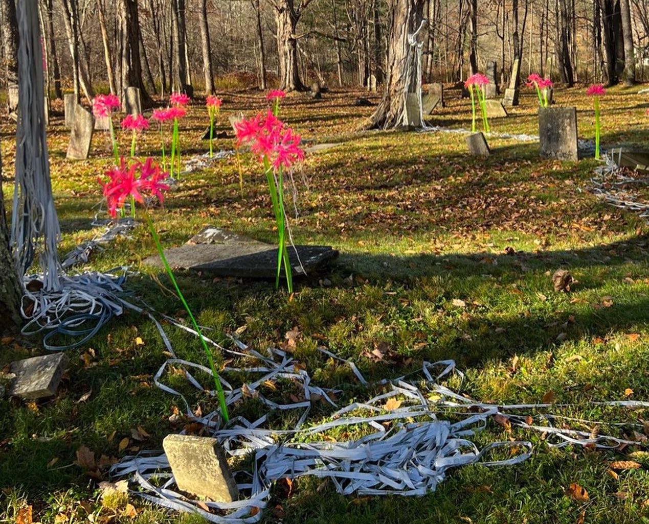tall ghost lily sculptures are dispersed throughout a forest. The sculptures have tall green stems and hot pink flowers; there are white cords all over the ground