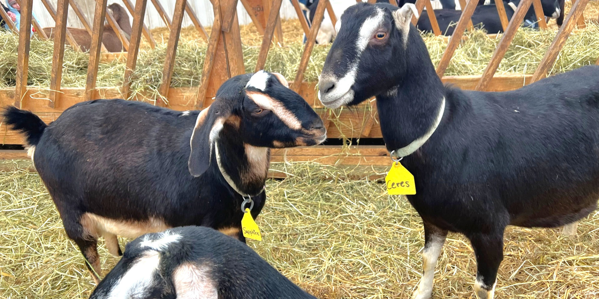 Two goats at Prairie Fruits Farm are playful in a pen lined with hay in Champaign, Illinois. Photo by Alyssa Buckley.