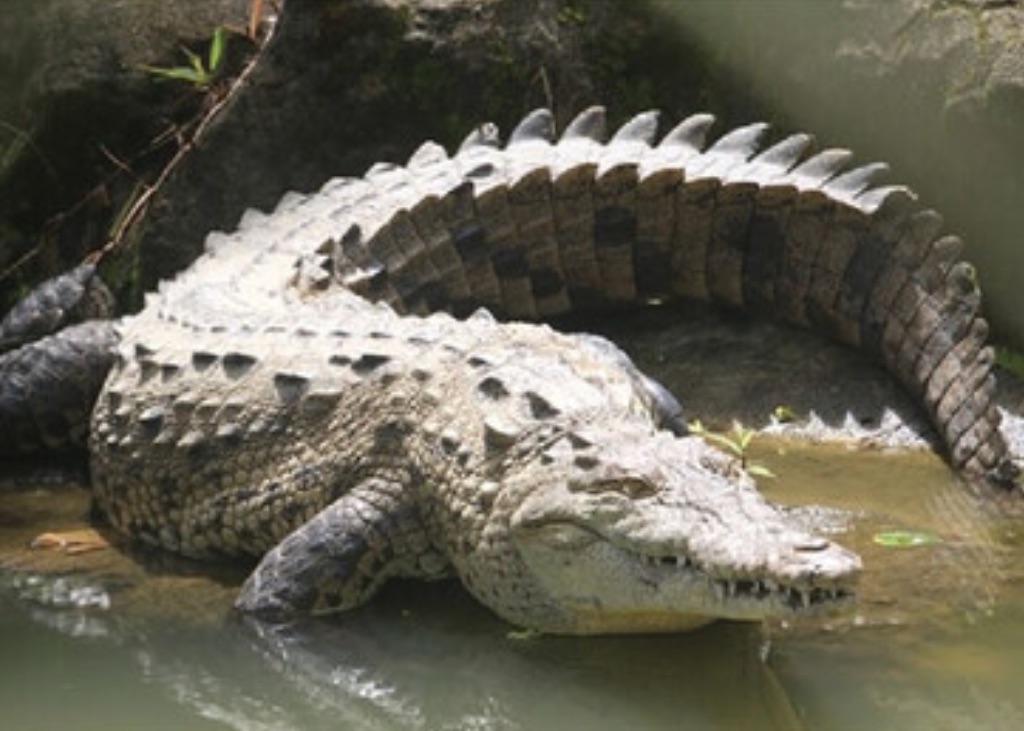 A gray green female crocodile stands at the edge of the water on a muddy bank. Her tail is elevated and curving to the right. 