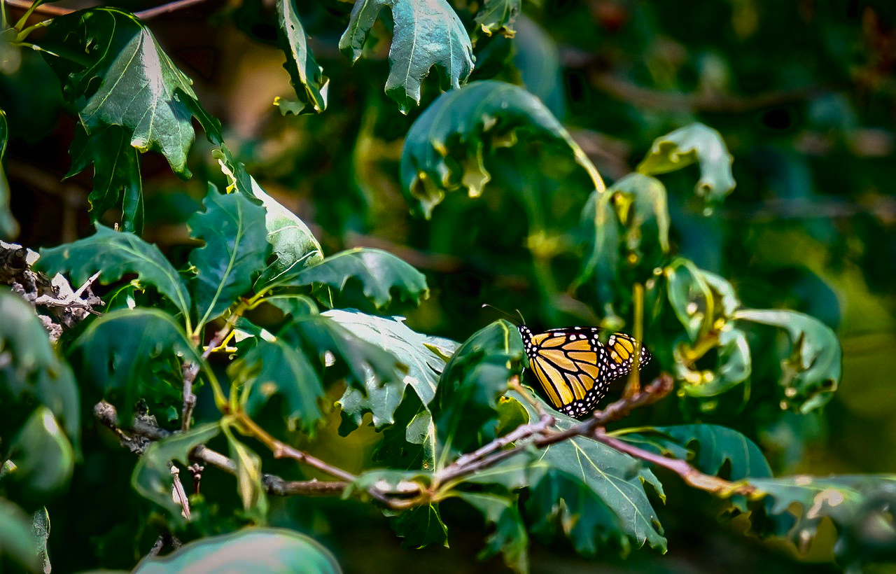 A monarch butterfly perched on a white oak that shows symptoms of herbicide pollution.