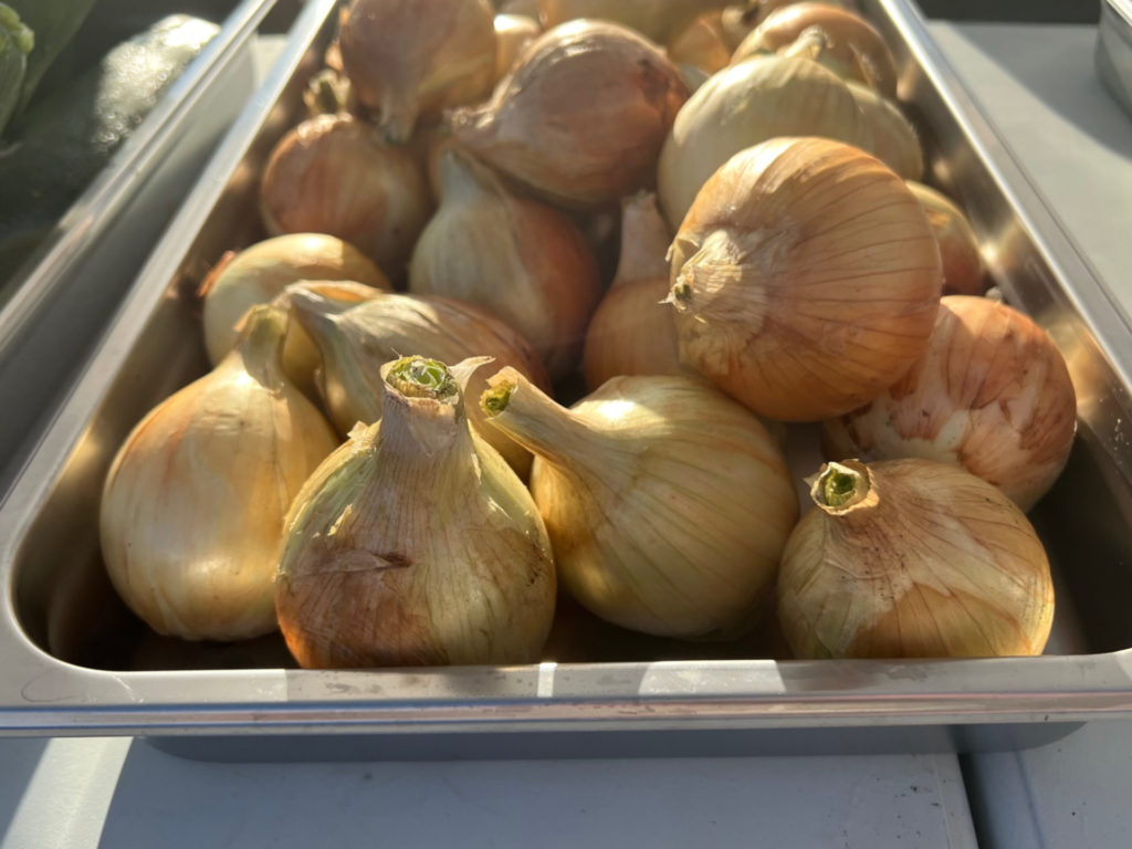 Onions for sale by Twin Acre Farm at the Urbana farmers' market. Photo by Alyssa Buckley.