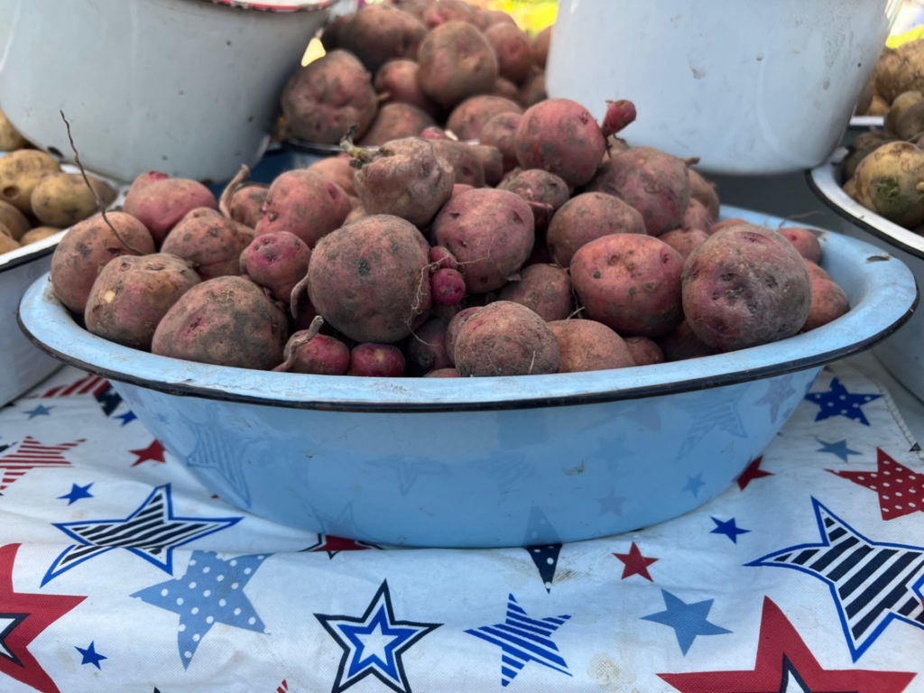 A blue metal bowl of red potatoes for sale at the Urbana farmers' market. Photo by Alyssa Buckley.