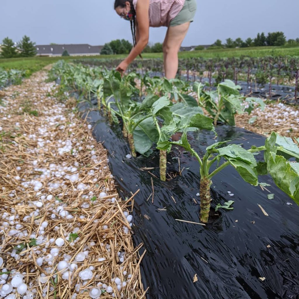 A white woman in shorts and a tank top, with a mask on, is bent over a row of plants. Small hailstones are covering the ground.