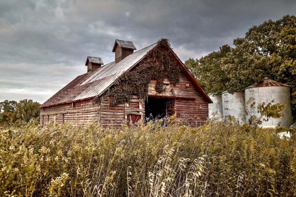 An abandoned wood barn sits in an overgrown field