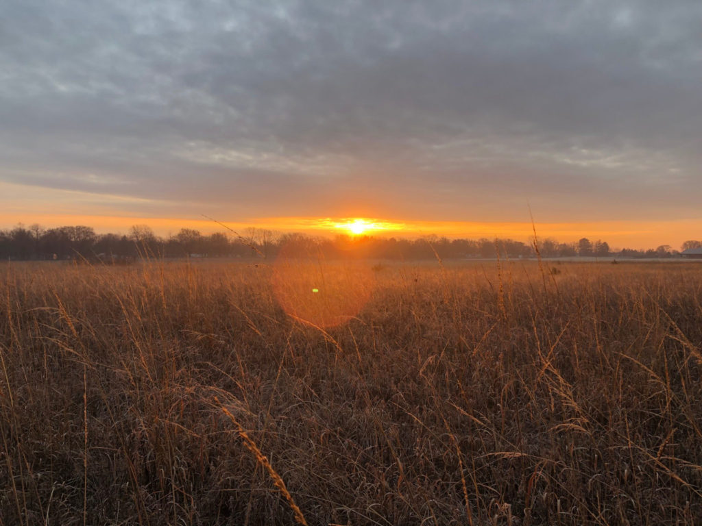 Sunrise over a prairie field. There is dry prairie grass in the foreground. A lens flare is in the middle of the image.