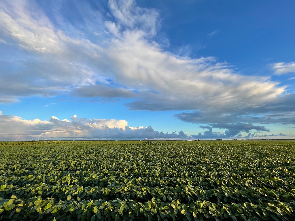 a blue cloudy sky over a field of green plants. 