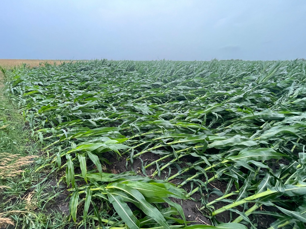 rows of green planted corn stalks are pushed over in the dirt from high winds. there is a gray hazy sky in the top third of the image