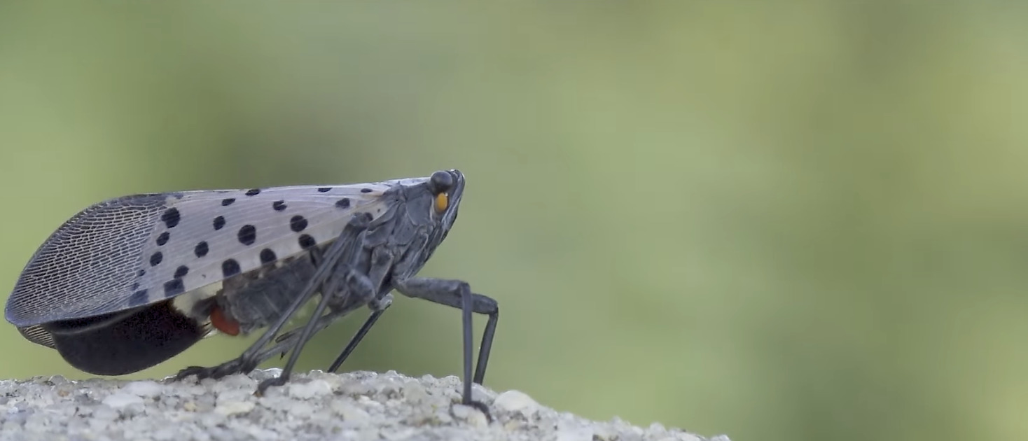 A spotted lanternfly, a bug with gray wings with black spots, is on a branch.