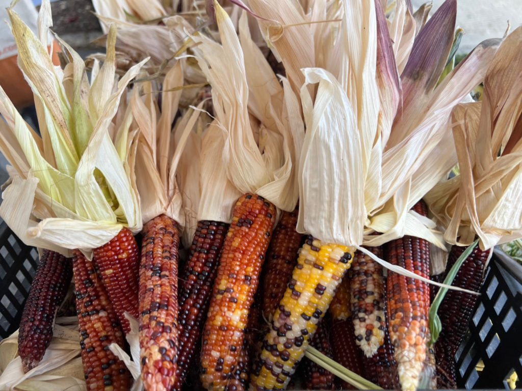 There is a blask basket of corn with the husks fried and pulled up revelaing orange, brown, and yellow corn. Photo by Alyssa Buckley.
