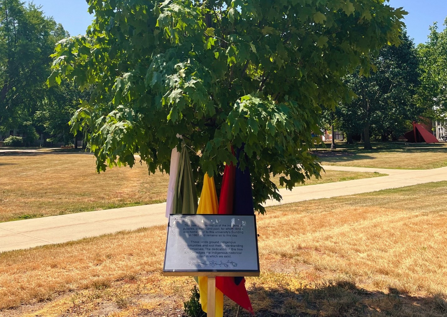 A leafy green tree with colorful scarves hanging from it. There is a plaque in front of it that pays homage to indigenous peoples.