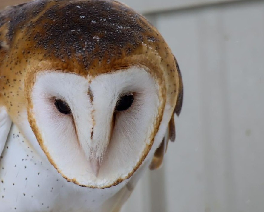 Close up of the face of a barn owl. It has a white face and black eyes, with brown feathers along its back.