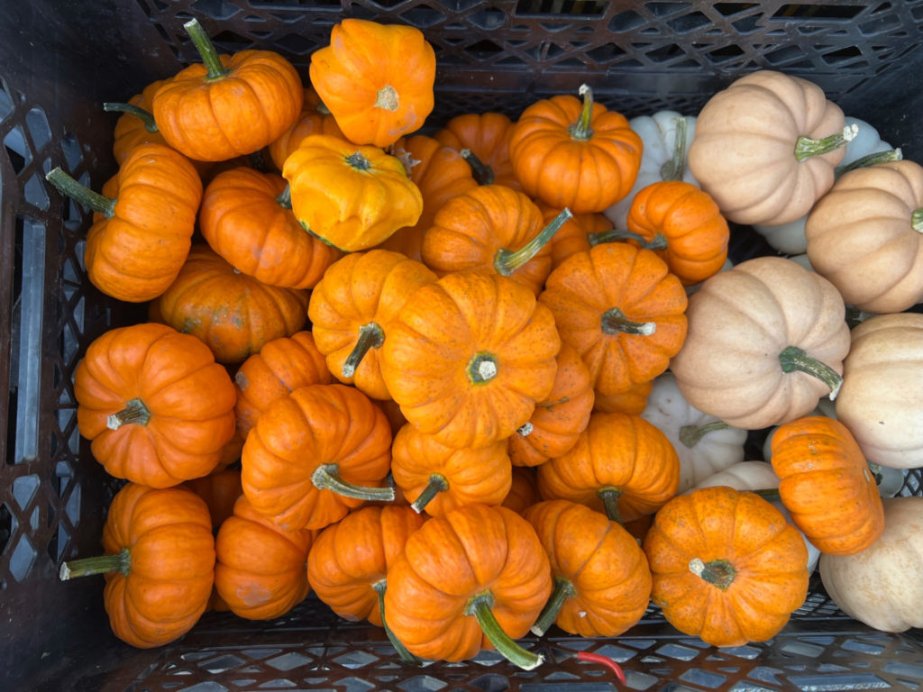 An overhead photo of pumpkins for sale at the farmers market.