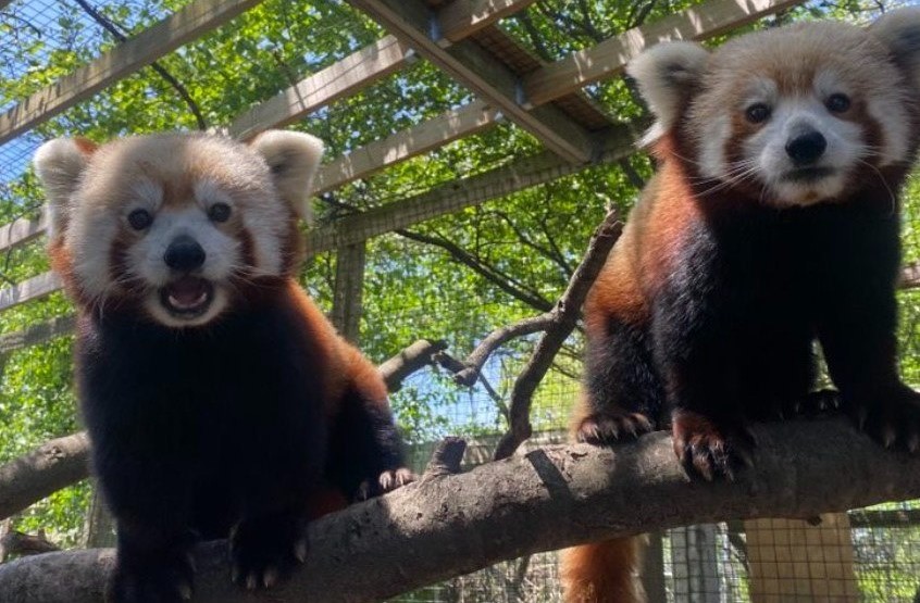 Two red pandas are perched on a branch in an animal enclosure.