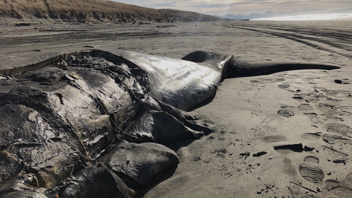 Partial view of a beached, dead whale