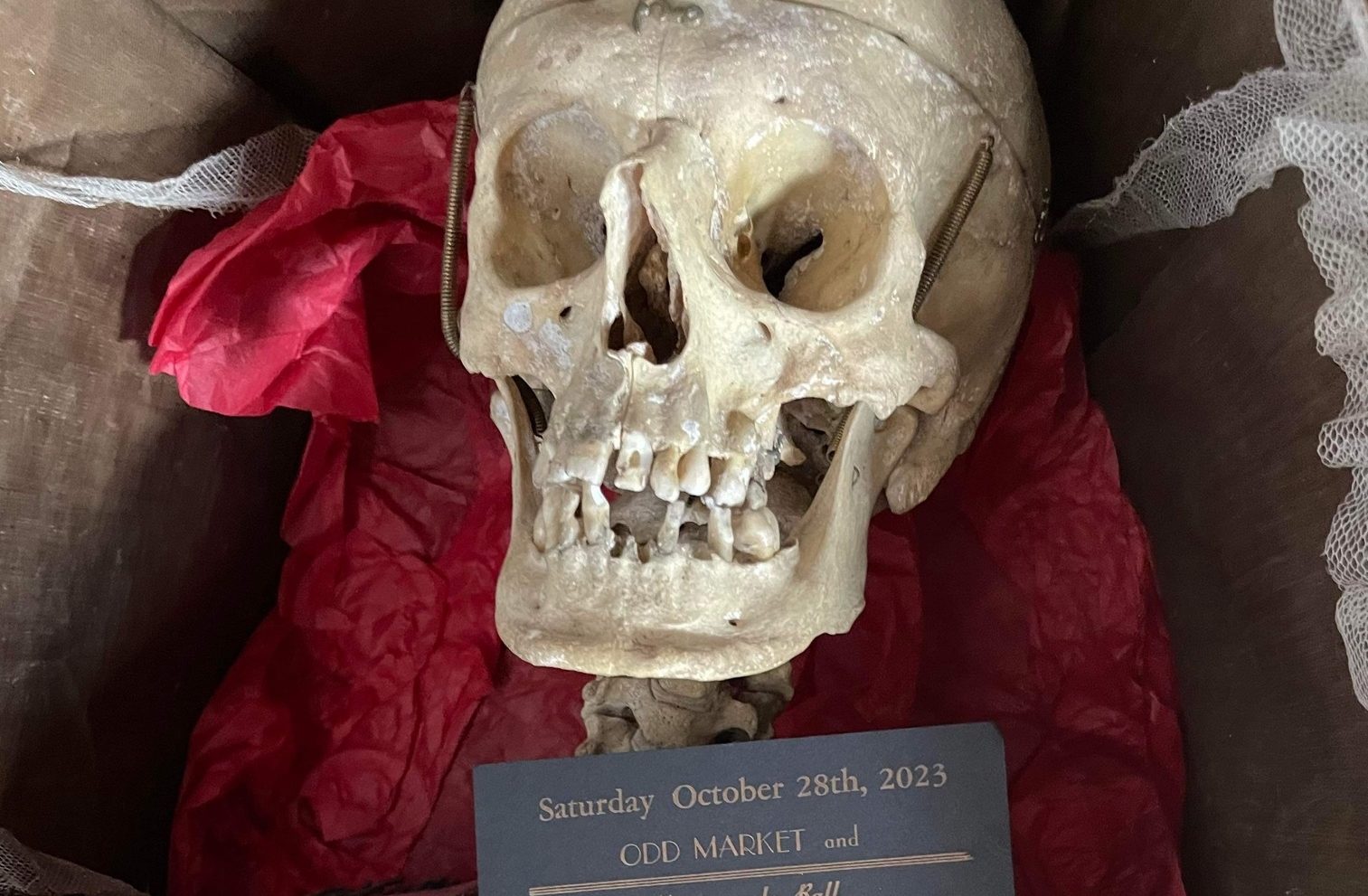 Crop view of a skeleton in a coffin, viewed from the shoulders up. The skull rests on red tissue paper, and is holding an invite for the Odd Market on October 28th.