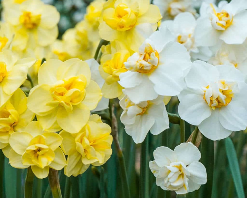 A close up shot of bunches of yellow daffodils and white Daffodils with yellow centers.