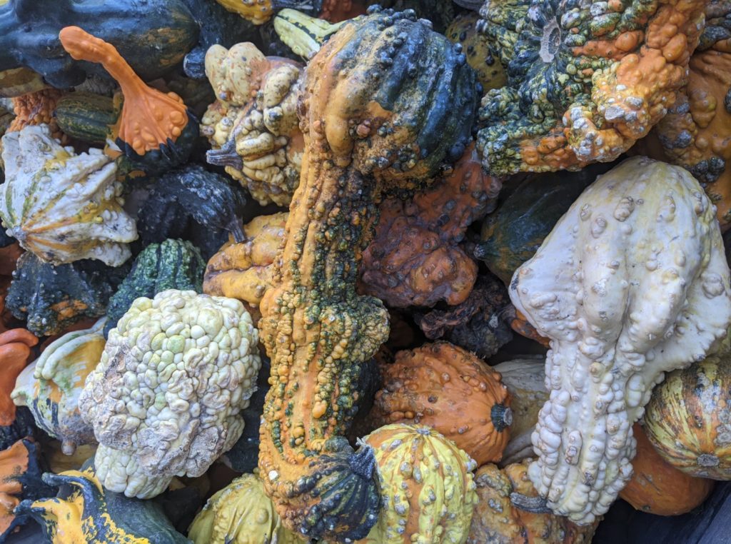 a close up picture of bumpy gourds in a variety of shapes and colors