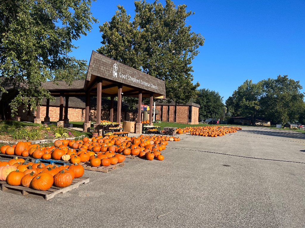 A parking lot in front of a church entrance. There are rows of pallets full of mostly orange pumpkins of various shapes and sizes. There are green leafy trees and a blue cloudless sky above. 