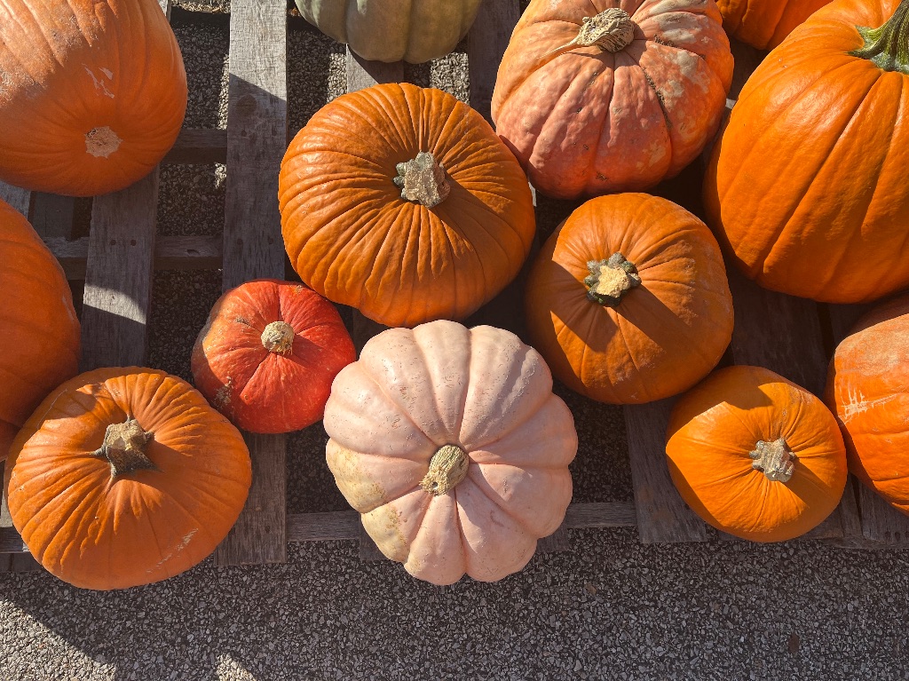 Looking down at various shapes and sizes of dark and light orange pumpkins. They are on a wooden pallet on a parking lot. The sun is shining down, illuminating them.