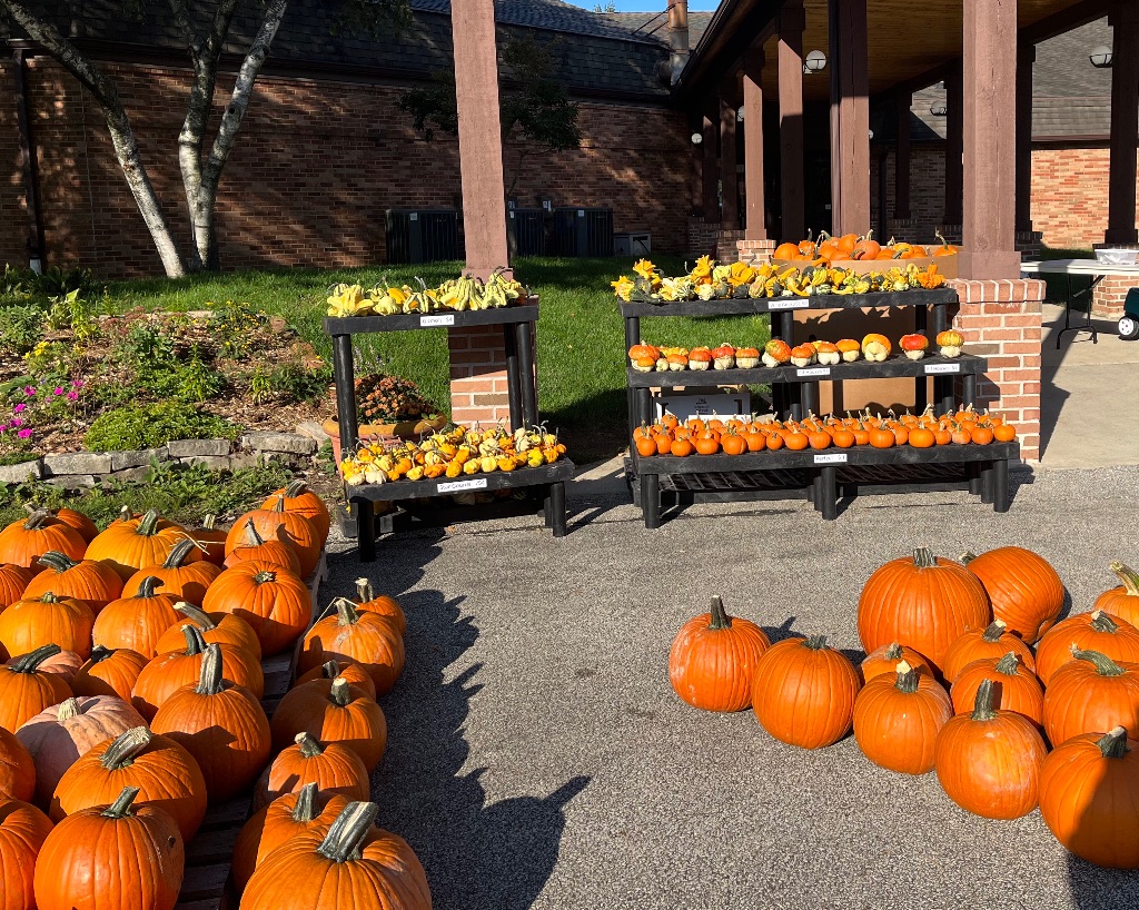 A close of up of the shelves of smaller pumpkins and green and yellow  gourds. Larger orange pumpkins are on either side.