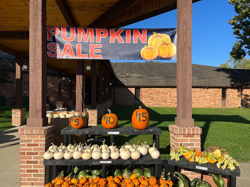 A close of up of the shelves of smaller white pumpkins and green and yellow  gourds. Larger orange pumpkins are above them with the amounts of $5, $10, $15 on various size pumpkins and a large sign hangs above that says pumpkin sale.