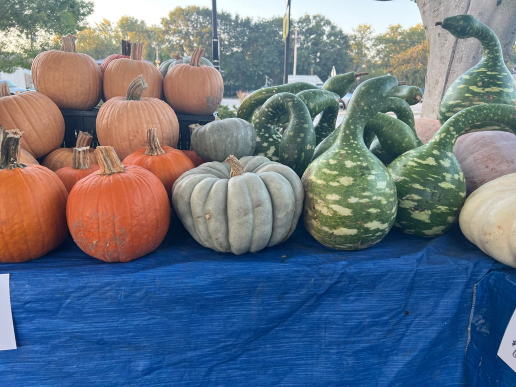 Oranger, blue, and green gourds for sale at the C-U farmers' market.