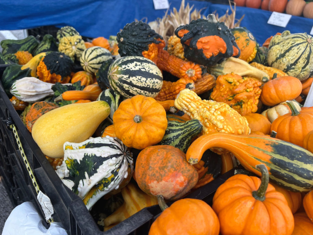 A variety of colorful orange, yellow, and green gourds.