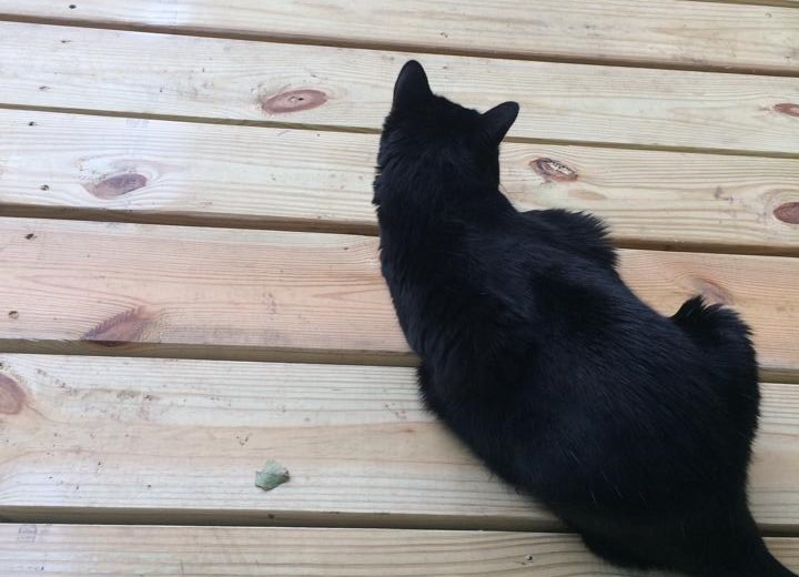 A black cat resting on a wooden deck.