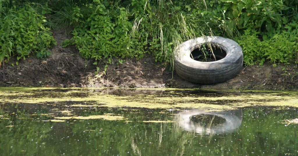 a river bank with a old car tire sitting on the dirt bank with green brush growing around it. In front of it algae and plants float on the surface of the river.