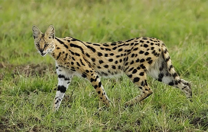 A wild cat with black spots and a small head is walking through a grassy field.