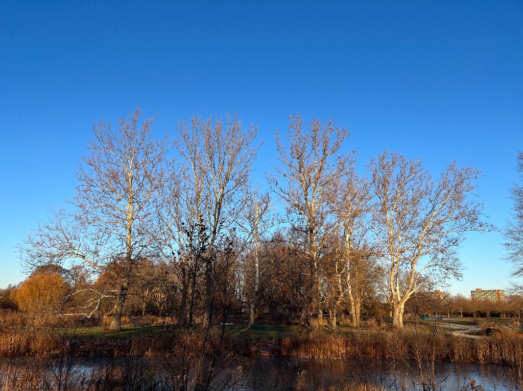A small peninsula into a lake. four towering sycamore trees stand in the middle above all the other trees around. They are set against a blue background. 