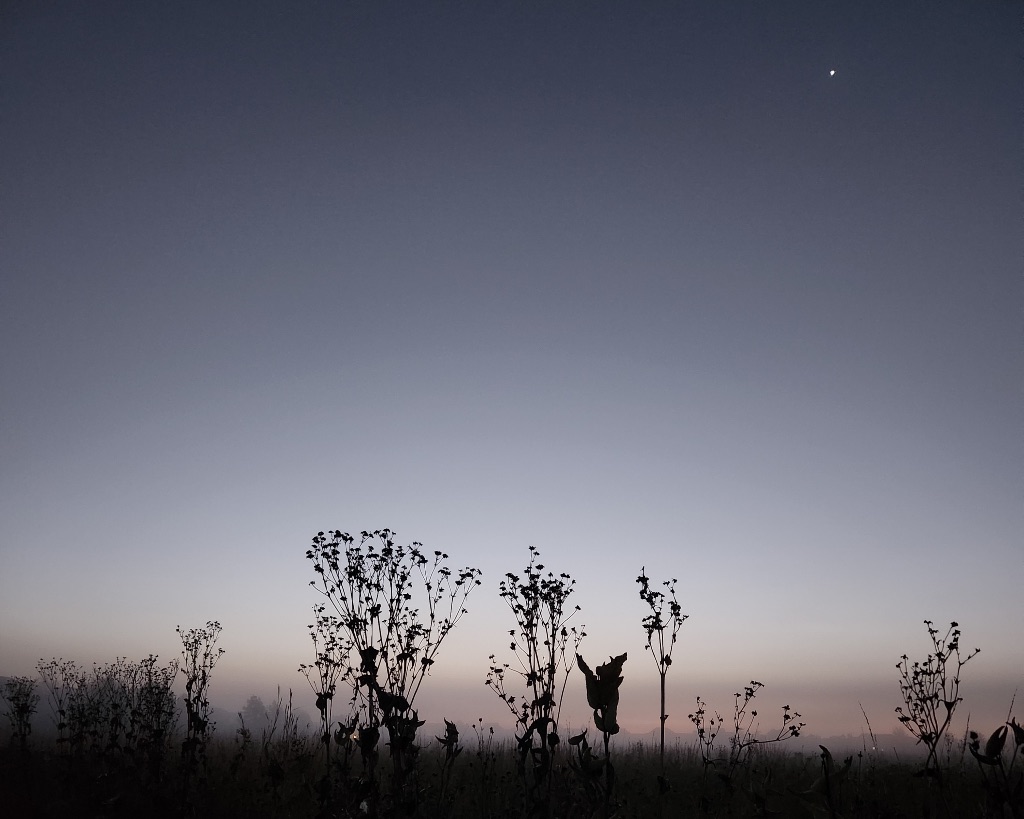 A picture of a light purple sky at dusk with Venus the the top edge of the picture. In the foreground are black outlines of prairie plants and flowers.