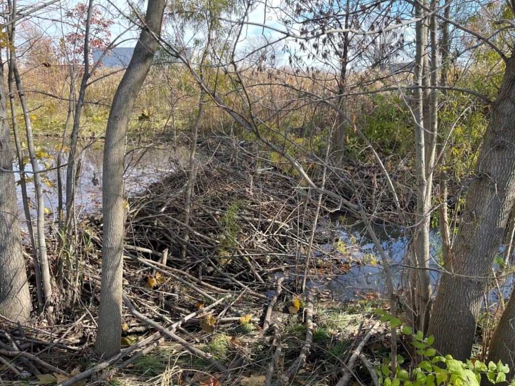 A large beaver dam stretching across a small stream. 