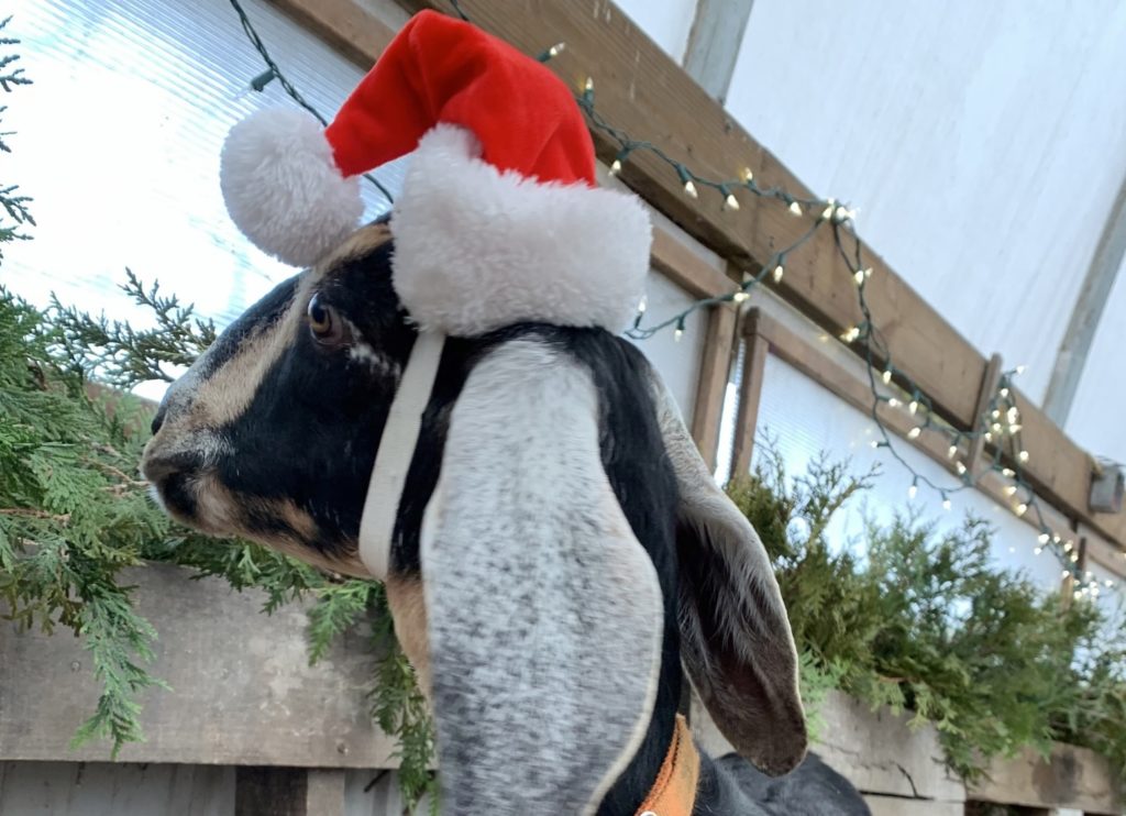 A black and tan goat with long ears is wearing a red and white Santa cap. It is looking as evergreen cuttings in a trough in a bar with white holiday lights on the walls.
