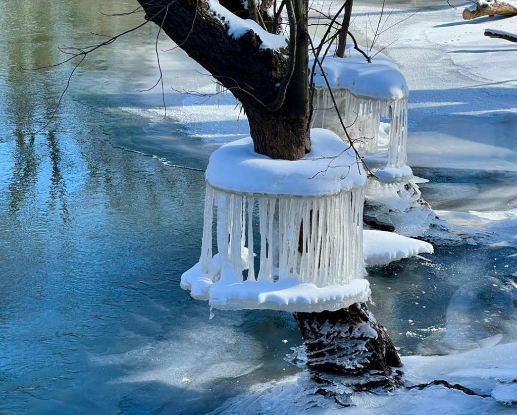 A close of of a tree on a snowy, ice coated river with a blue sky visible in the reflection. Around the trees on the river, the ice has created shelves of ice with icicles hanging down into the water.