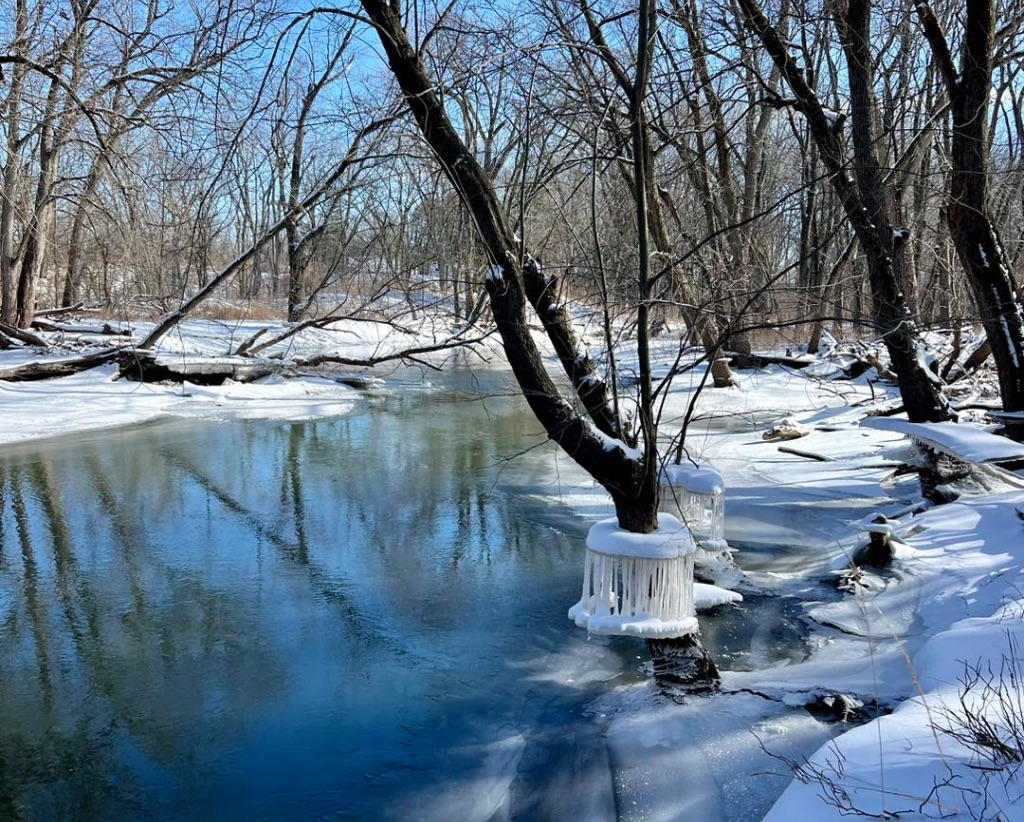 A snowy, ice coated river with a blue sky visible through the trees. Around the trees on the river, the ice has created shelves of ice with icicles hanging down into the water.