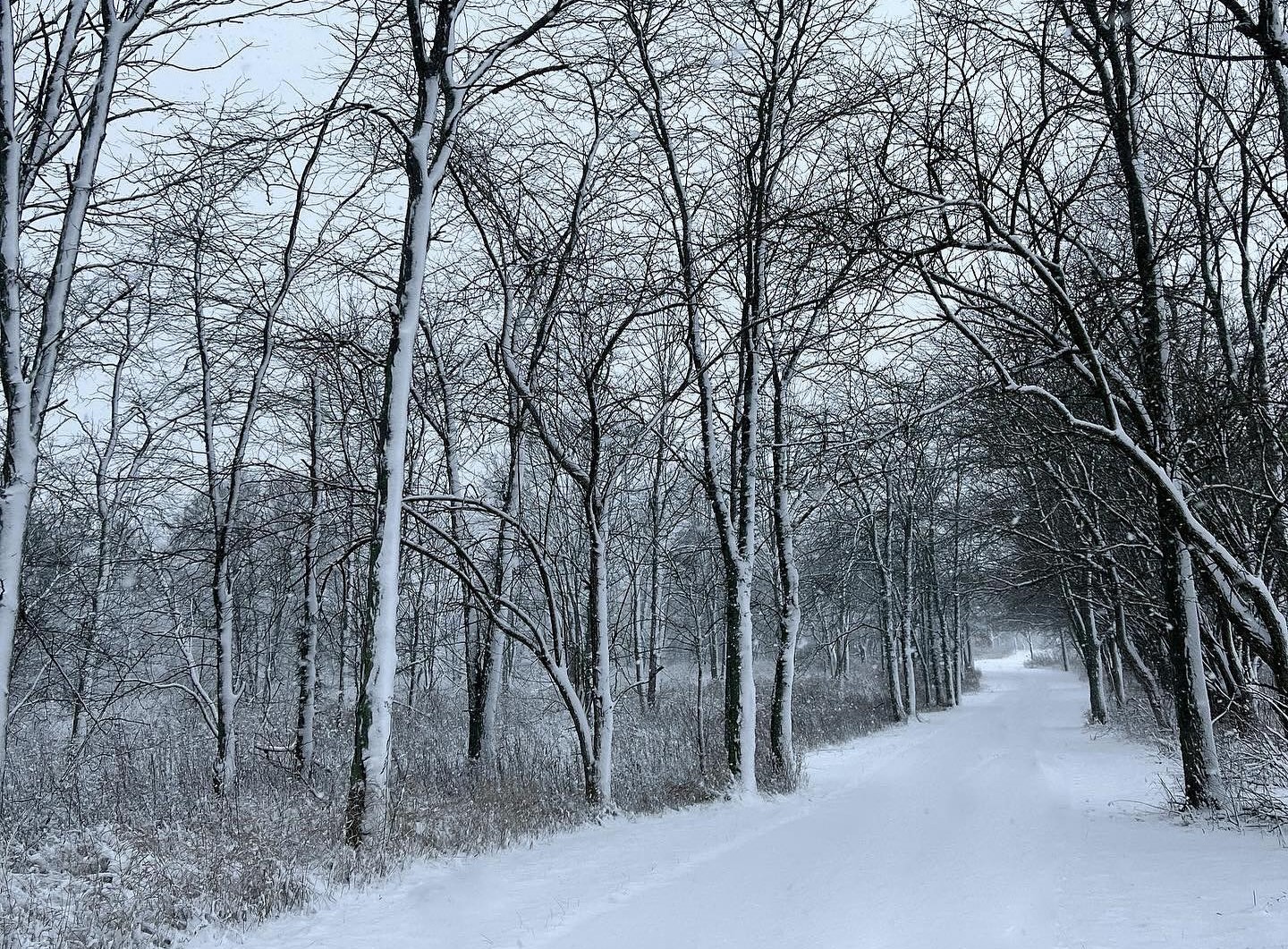 A snowy path with tall trees lining either side.